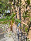 4_Phyllostachys nigra.jpg