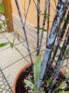 6_Phyllostachys nigra.jpg