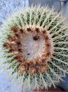 ECHINOCACTUS.jpg