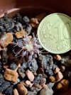 echinocactus aprile 2023.jpg