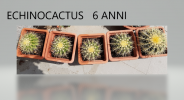 echinocactus  grusonii 6 anni.png