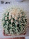 echinocactus  10.jpg
