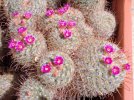 Mammillaria bombycina.jpg
