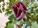 Rosa “Perla Nera” 1.jpg