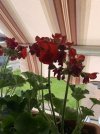IMG_4917.jpeg