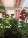IMG_4916.jpeg