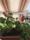 IMG_4915.jpeg