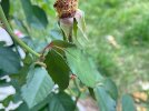 IMG_0525.jpeg