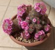 Mammillaria fiorita.jpg