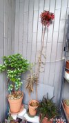 Resizer_16839604991683.jpeg