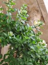 Lonicera caprifolium-Caprifoglio 2.jpg