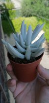senecio rid.jpg senecio rid.jpg