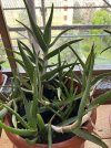 Aloe#2.JPEG