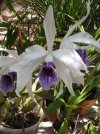 laelia purpurata werchauseri - Copia.JPG