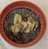 Lithops secco.jpg