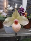 paphiopedilum barbara larkin.JPG