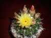 notocactus (13).jpg