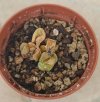 Lithops rinvaso 1.jpg