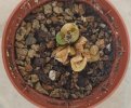 Lithops rinvaso 2.jpg