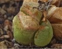 Lithops rinvaso 3.jpg