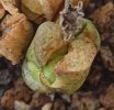 Lithops rinvaso 4.jpg