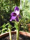 roscoea humana 2.JPG