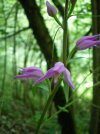 cephalanthera rubra.jpg