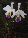 cattleya mendellii.JPG