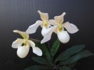 paph deperle.JPG