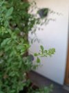 IMG_20230625_091726.jpg