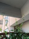 IMG_20230625_091741.jpg
