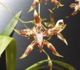 odontoglossum cristatum 2 - Copia.JPG