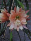 epiphyllum king midas.JPG