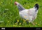 una-luce-di-gallina-sussex-regno-unito-dkbh7f.jpg