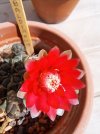 Gymnocalycium baldianum (Red Flower).jpg