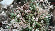 Sedum dasyphyllum.jpg