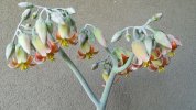 Cotyledon orbiculata 2.jpg