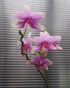 phalaenopsis princess kaiolani x  amabilis - Copia.JPG
