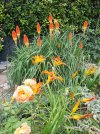 Kniphofia-flowers.jpg