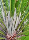 cycas.jpg