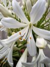 agapanthus 1.jpg