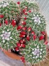 Mammillaria sartorii.jpg