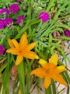 hemerocallis.jpg