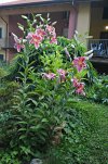 DSC_8181.JPG