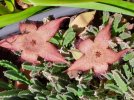 Stapelia.jpg