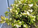 photinia.jpg photinia.jpg