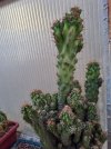 cereus.jpg