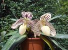 paphiopedilum jannifer stage 2.JPG