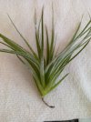 2  tillandsia.jpg