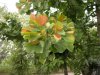 ginko 02.jpg